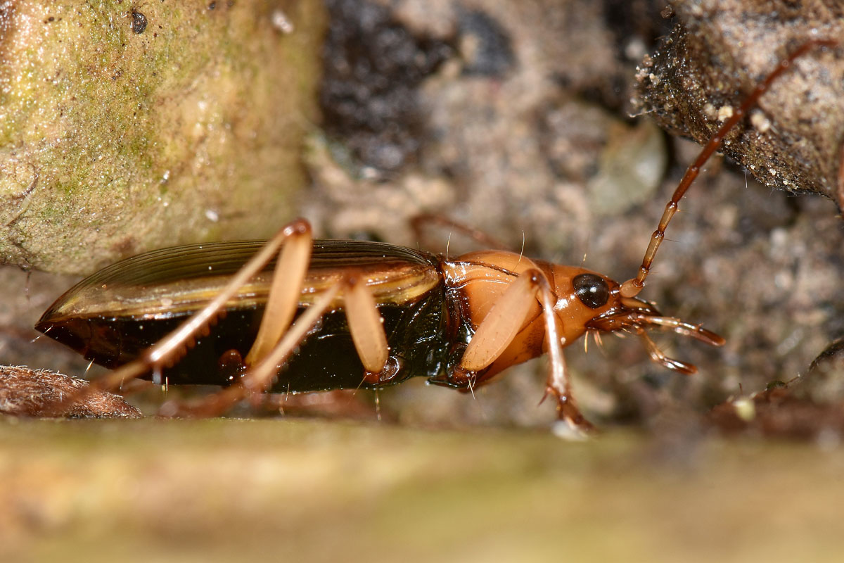 Carabidae: Tra le pietre del fiume Sangro. Nebria psammodes